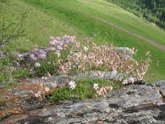 Silene turgida
