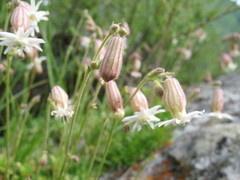 Silene turgida