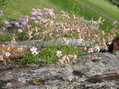 Silene turgida