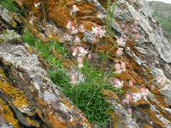 Silene turgida