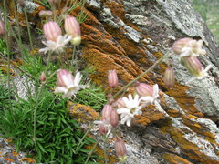 Silene turgida