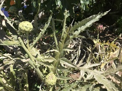 Cynara cardunculus cardunculus