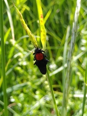 Clitellaria ephippium