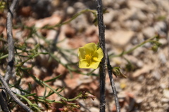 Fumana ericifolia