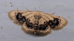 Idaea macrospila