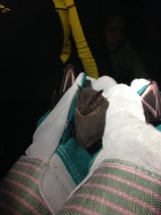 Artibeus jamaicensis