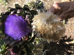 Cynara cardunculus cardunculus
