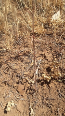 Sairocarpus vexillocalyculatus vexillocalyculatus