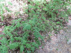 Polymnia canadensis radiata