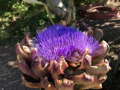 Cynara cardunculus cardunculus