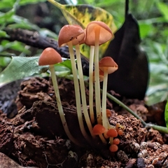 Marasmius cohaerens lachnophyllus
