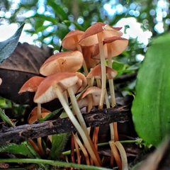 Marasmius cohaerens lachnophyllus