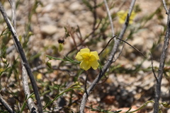 Fumana ericifolia