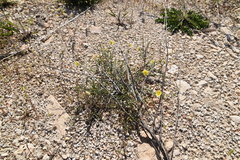 Fumana ericifolia