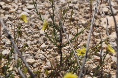 Fumana ericifolia