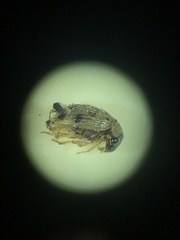 Berosus pantherinus
