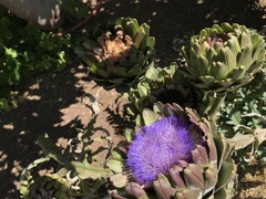 Cynara cardunculus cardunculus