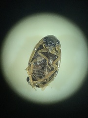 Berosus pantherinus
