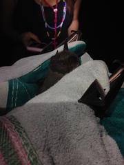 Artibeus jamaicensis