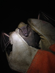 Artibeus jamaicensis