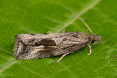 Endothenia quadrimaculana