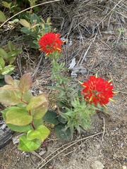 Castilleja litoralis