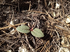 Claytonia peirsonii peirsonii