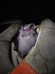 Artibeus jamaicensis