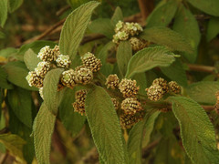 Lippia javanica