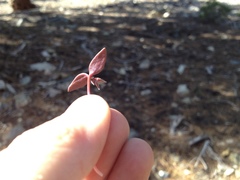 Claytonia peirsonii peirsonii