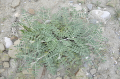 Onobrychis pallasii