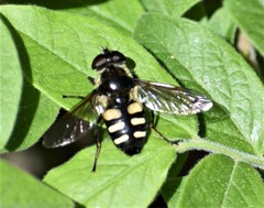 Sericomyia transversa