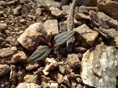 Claytonia peirsonii peirsonii