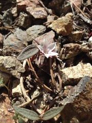 Claytonia peirsonii peirsonii