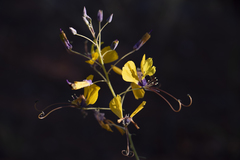 Cleome angustifolia diandra