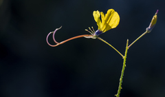 Cleome angustifolia diandra