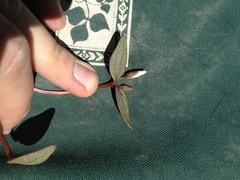 Claytonia peirsonii peirsonii