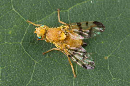 Rhagoletis meigenii (Loew, 1844)