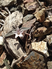 Claytonia peirsonii peirsonii