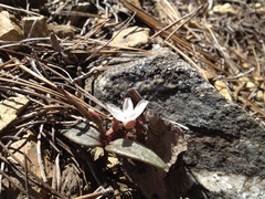 Claytonia peirsonii peirsonii