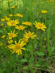 Packera pseudaurea