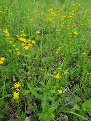 Packera pseudaurea