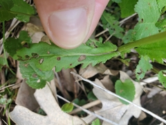 Packera pseudaurea