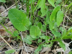 Packera pseudaurea