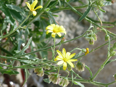Osteospermum vaillantii