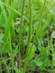 Packera pseudaurea