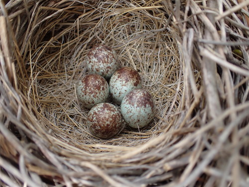 Song Sparrow, photo 7 of 8