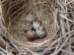 Song Sparrow photo 6