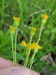 Packera pseudaurea