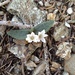 Claytonia peirsonii - Photo (c) Thomas Stoughton,  זכויות יוצרים חלקיות (CC BY-NC), uploaded by Thomas Stoughton